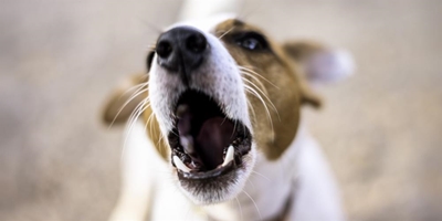 Wanneer honde aanhou blaf...