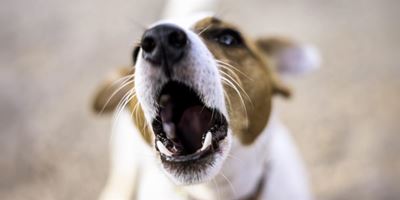 Wanneer honde aanhou blaf...