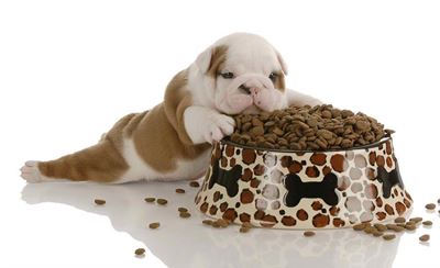 SPCA appeals for pet food