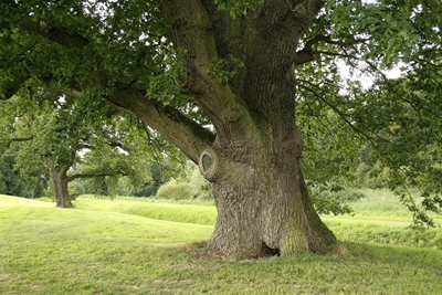 Meet SA's champion trees