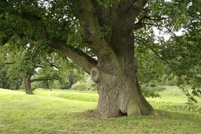 Meet SA's champion trees