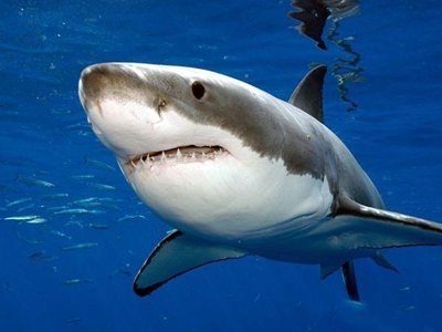 Sharks investigating their ocean