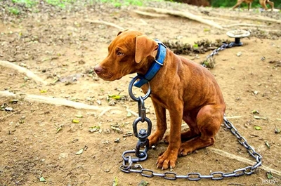 Give 67 minutes for animals on Mandela Day