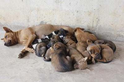 Honde en katte moet gesteriliseer word