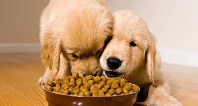 Hungry animals experience generosity