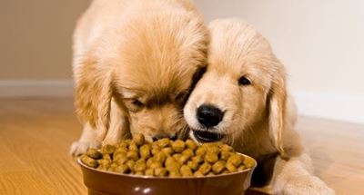 Hungry animals experience generosity