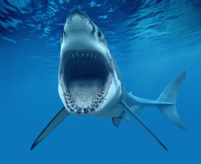 More sharks, healthier ecosystem