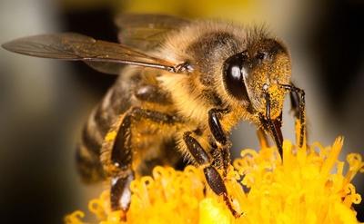 Bees are sick of us and dying of hunger