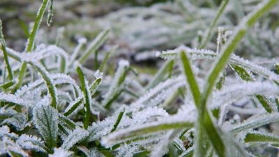 Koudste winter in 6 jaar