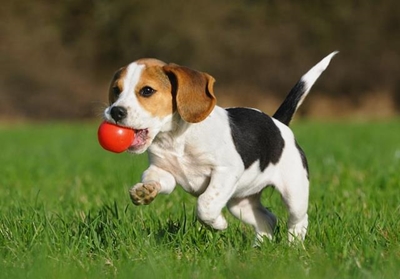 Honde kry ook kanker