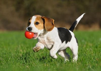 Honde kry ook kanker
