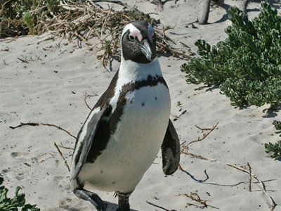 The fate of penguins