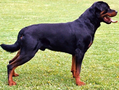 Honde-eenheid kort honde