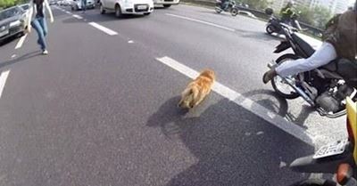 Animals on the highway.... What now?