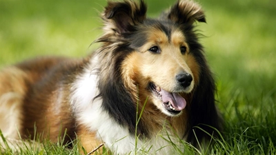 Lisensieër jou honde vroegtydig