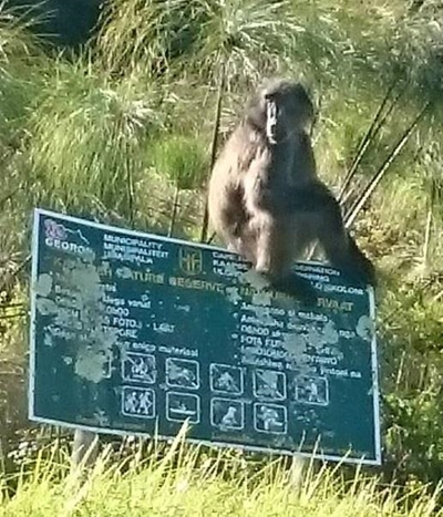 Bobbejaan-monitors kom binnekort