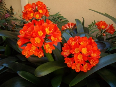 Clivia-skou