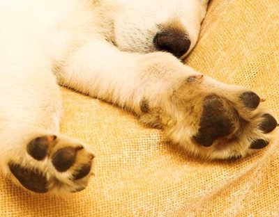 Pet owner claims PDSA overcharges