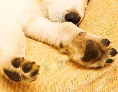 Pet owner claims PDSA overcharges