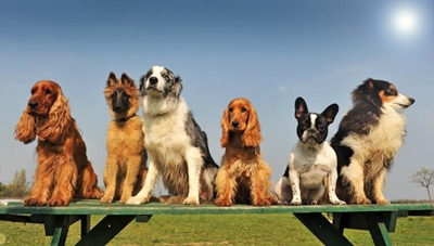 SPCA Bark in the Park next Saturday