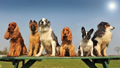 SPCA Bark in the Park next Saturday