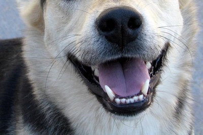 Dog fighting a gruesome reality