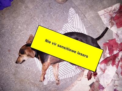 Man steek hond dood