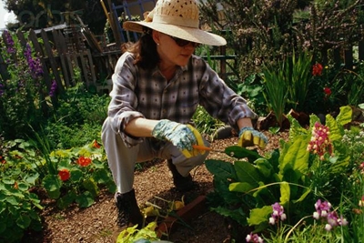 What to do in the garden in October