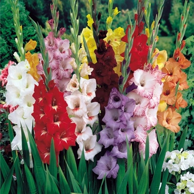 What to do in the garden in the month of October