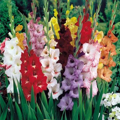 What to do in the garden in the month of October
