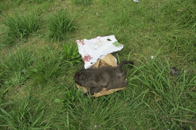 2 arrested for baboon killing