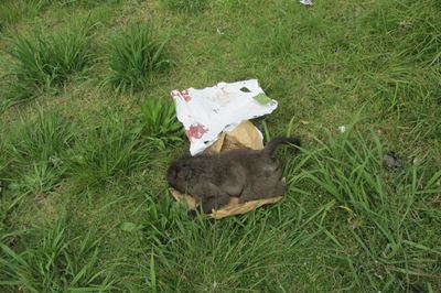 Update: 2 in court for baboon killing