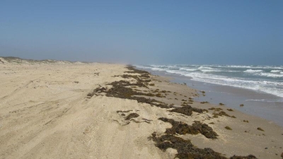 Natural debris to remain on beaches