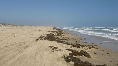Natural debris to remain on beaches