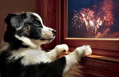 Fireworks - SPCA asks 'be aware and fair'