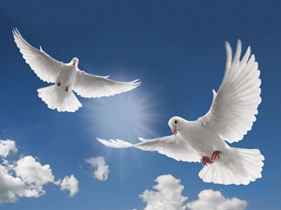 SPCA loses three dear 'family members'