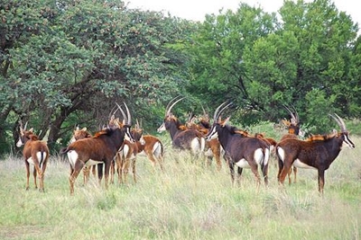 George-wildboer nuwe rolspeler in Klein-Karoo