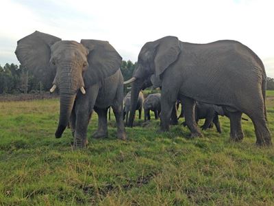 Mixed response to elephant cruelty decision