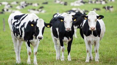 Farmers urged to report livestock theft