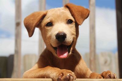 Garden Route SPCA says thank you