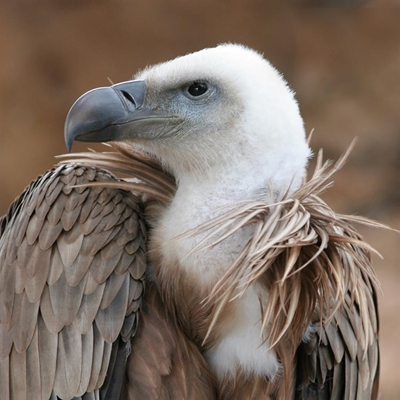 Conservation partnership to help save vultures
