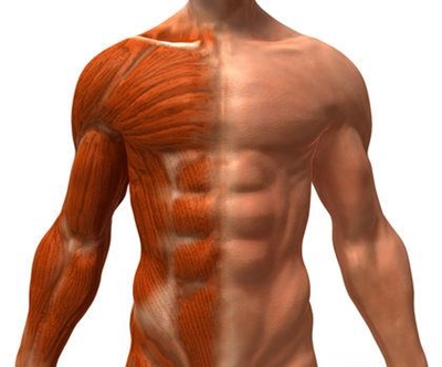 Our muscles need to be exposed to load