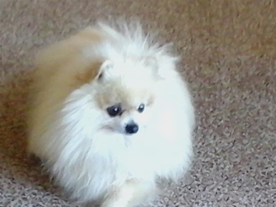 Man met honde word opgespoor