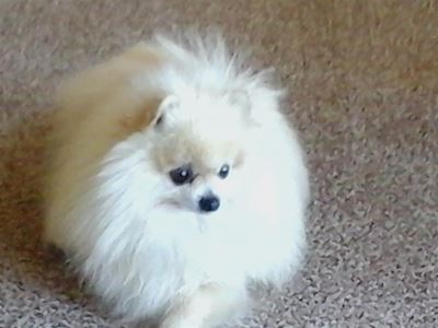 Man met honde word opgespoor
