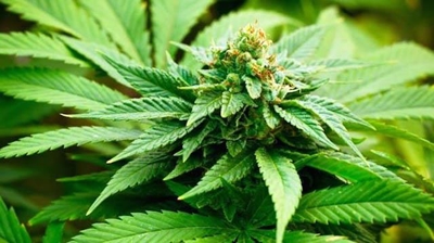 Kannabis - die feite
