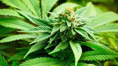 Kannabis - die feite