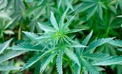 'Aggressive' pig farmers caught with dagga