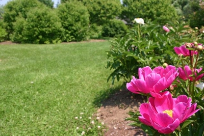 Public discussion on proposed Garden Festival