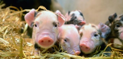 Pig farmers actually Good Samaritans