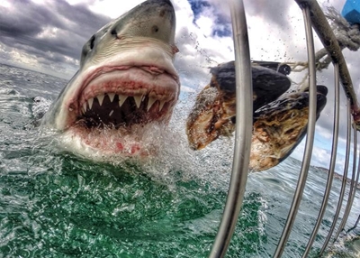 Mossel Bay Shark & Ocean Awareness initiative